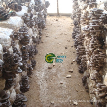 Best Quality/Price Frozen Baby Oyster Mushroom